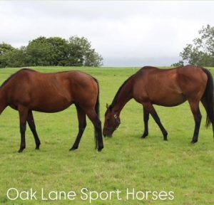 Huge thank you to Oak Lane Sport Horses for their very generous sponsorship for this years show.